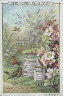 Series native birds, robin, Historic