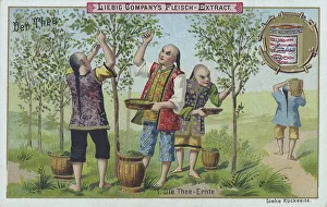 Series The Tea, the Tea Harvest