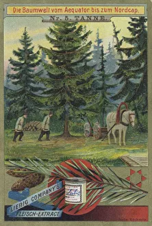 Series The world of trees from the equator to the North Cape