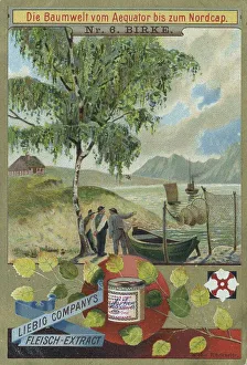 Series The world of trees from the equator to the North Cape
