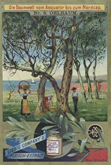 Series The World of Trees from the Equator to the North Cape