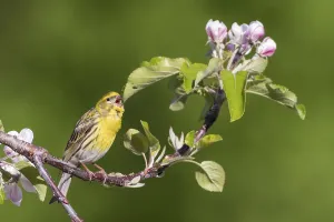 Serin - Girlitz - Serinus serinus: Germany