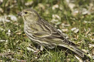 Serinus serinus (Serinus serinus)