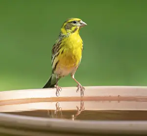 Serinus serinus (Serinus serinus) standing on a bird bath