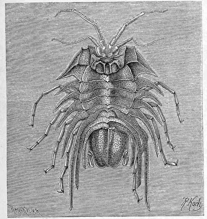 Serolis bromleyana, Syn. Brucerolis bromleyana