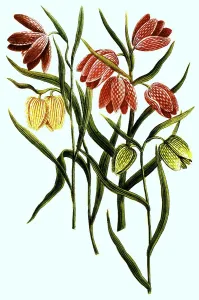 Serotina, lutea, praecox, isabella dicta