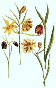 Serotina, lutea, praecox, isabella dicta