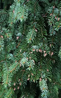 Serpentine spruce (Picea abies virgata)