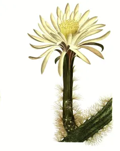 Serpentinus, Nyctocereus serpentinus is the only plant species of the monotypic genus Nyctocereus in the cactus family
