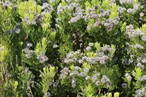 Serruria fucifolia, flowers, flowering