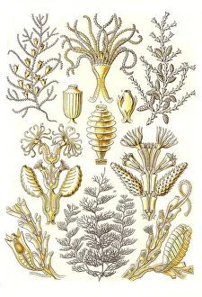 Sertulariae, Row Polyps