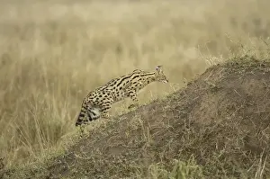 Serval (Felis serval), adult, walking up termite mound