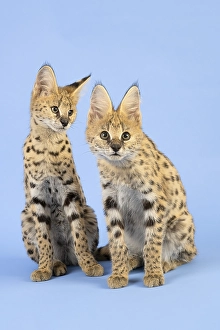 Serval (Leptailurus serval), 2 juveniles