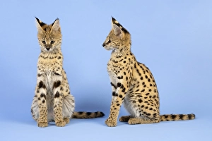Serval (Leptailurus serval), 2 juveniles