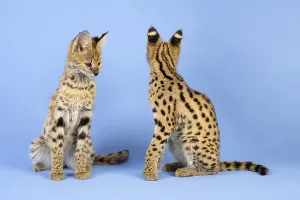 Serval (Leptailurus serval), 2 juveniles
