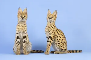 Serval (Leptailurus serval), 2 juveniles