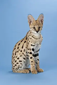 Serval (Leptailurus serval), 5 months