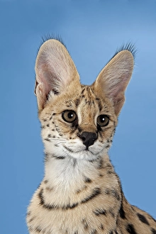 Serval (Leptailurus serval), 5 months