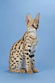 Serval (Leptailurus serval), 5 months