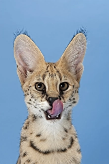 Serval (Leptailurus serval), 5 months