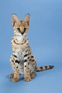 Serval (Leptailurus serval), 5 months