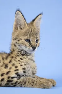 Serval (Leptailurus serval), animal portrait