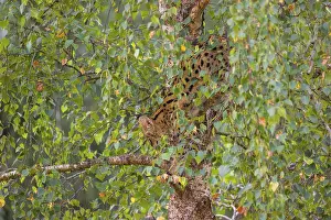 A serval, Leptailurus serval, climbing in a tree