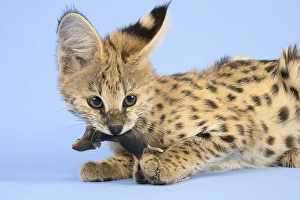 Serval (Leptailurus serval), eats mouse