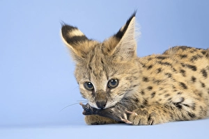 Serval (Leptailurus serval), eats mouse