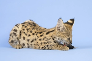 Serval (Leptailurus serval), eats mouse