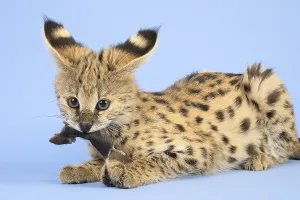 Serval (Leptailurus serval), eats mouse