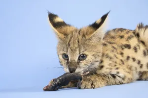 Serval (Leptailurus serval), eats mouse