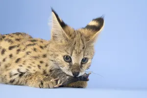 Serval (Leptailurus serval), eats mouse