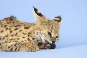 Serval (Leptailurus serval), eats mouse