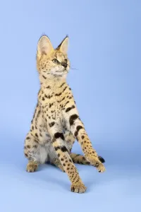 Serval (Leptailurus serval), excited