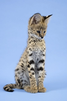 Serval (Leptailurus serval), juvenile