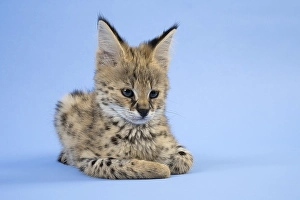 Serval (Leptailurus serval), juvenile