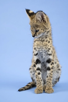 Serval (Leptailurus serval), juvenile