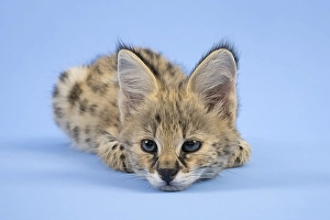 Serval (Leptailurus serval), juvenile