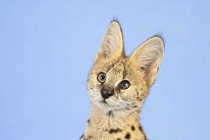 Serval (Leptailurus serval), juvenile