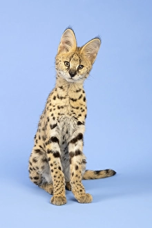 Serval (Leptailurus serval), juvenile