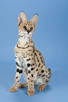 Serval (Leptailurus serval), juvenile