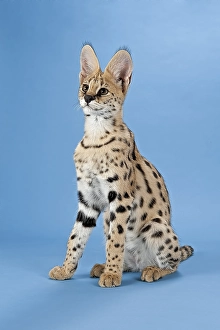 Serval (Leptailurus serval), juvenile