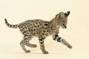 Serval (Leptailurus serval), juvenile