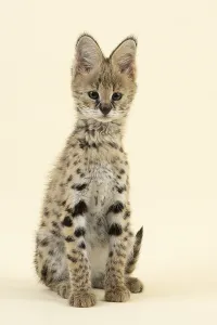 Serval (Leptailurus serval), juvenile