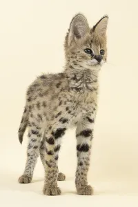 Serval (Leptailurus serval), juvenile