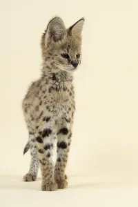 Serval (Leptailurus serval), juvenile
