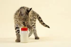 Serval (Leptailurus serval), juvenile