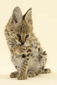 Serval (Leptailurus serval), juvenile