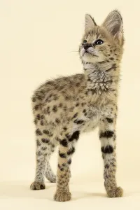 Serval (Leptailurus serval), juvenile